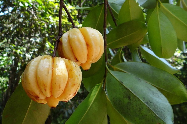 Плоды гарцинии камбоджийской