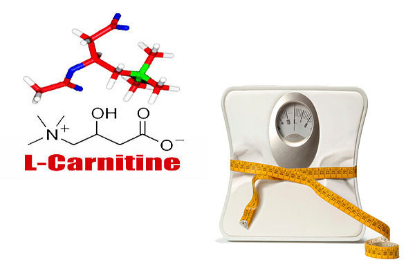 Lкарнитин — натуральный и безвредный способ похудения и усиления эффективности тренировок