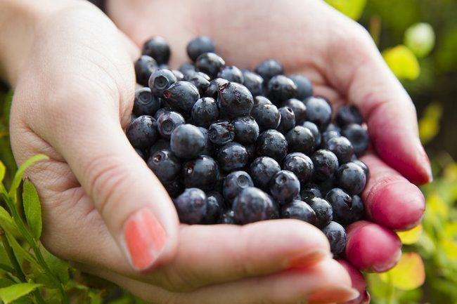 Помогут ли чёрные жемчужины похудеть и улучшить здоровье вся правда о ягодах асаи