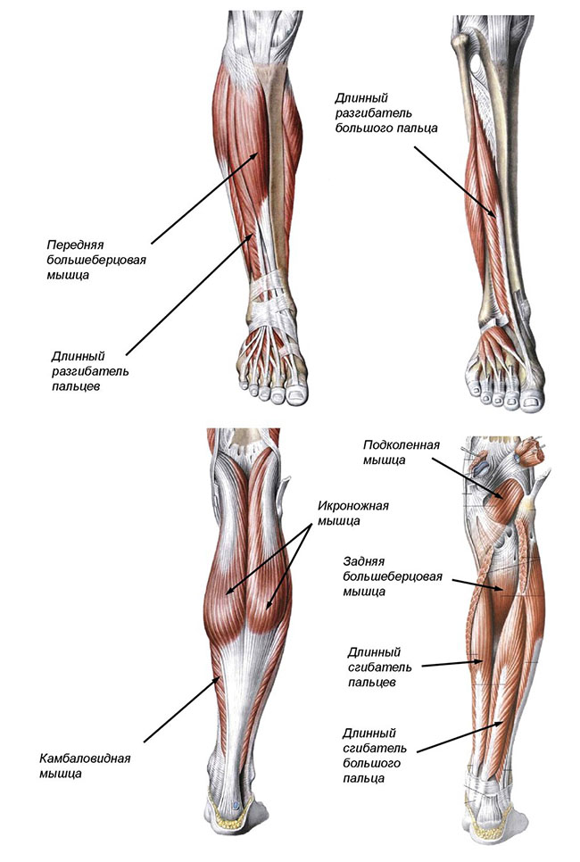 Строение ноги до колена. Мышцы голени передняя группа. Мышцы голени анатомия задняя. Анатомия мышц голени передняя группа. Задняя группа мышц голени анатомия.